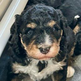 Chuggs - Tri-color male Bernedoodle puppy in San Saba, Texas from Bluemoon Bernedoodles