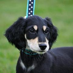 Saluki Puppies from Kushiel Salukis