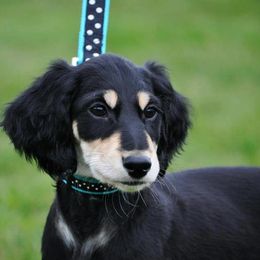 Saluki Puppies from Kushiel Salukis