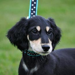 Saluki Puppies from Kushiel Salukis