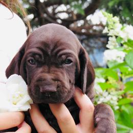 Rose - Liver female German Shorthaired Pointer puppy in Redding, California from Macushla Kennel