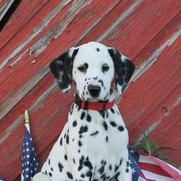 Dalmatians from Ravin Dalmatians