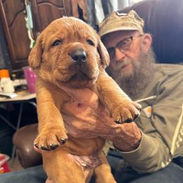 Girl 5 - Yellow female Labrador Retriever puppy in Littlefield, Arizona from Susan Burkey