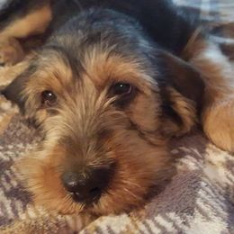 Otterhound Puppies from Blue Fairy Otterhounds