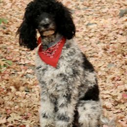 Cassie - Poodle