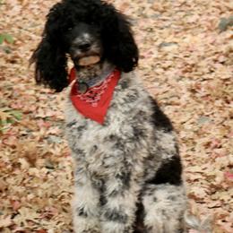 Cassie - Poodle