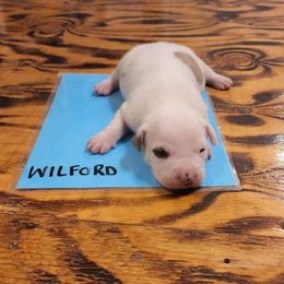 Wilford - American Bulldog puppy in Yellville, Arkansas from Offerman Family Bulldogs