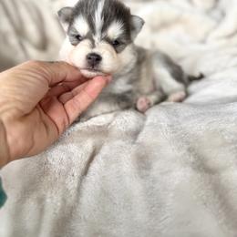 Trucker - Blue male Pomsky puppy in Yavapai County, Arizona from Pawsh Pomskies
