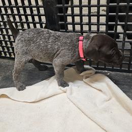 Girl 4 - Liver roan German Shorthaired Pointer puppy in Henderson, Texas from C4 Gun Dogs