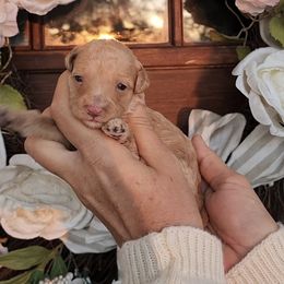 Kayla - Red female Bernedoodle puppy in Dothan, Alabama from Farquharson's Poodles&Doodles