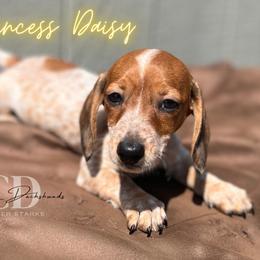 Dachshund Puppies from Camacho_Dachshunds