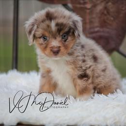 Chex - Red merle male Miniature Australian Shepherd puppy in Olivehurst, California from McDaniel Aussies