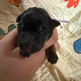 Lavender - Black and red female German Shepherd puppy in Hillsboro, Indiana from Salty Raccoon Ranch German Shepherds