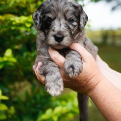 Bordoodle Puppies from 2J 2K Bordoodles