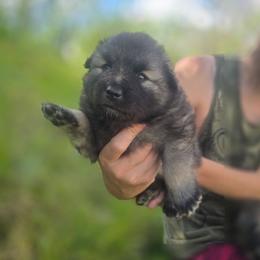Jasper - Wolfgray and black male Keeshond puppy in Logan, Ohio from Hocking Hills Keeshonds