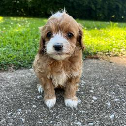 Light Blue Boy - Red  male Goldendoodle puppy in Richmond, Kentucky from The Doting Doodle