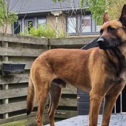 Belgian Malinois and Dutch Shepherds from Torgun Police Dogs