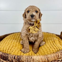 Birch - Brown collar - Apricot male Goldendoodle puppy in The Woodlands, Texas from Golden Fields Doodles