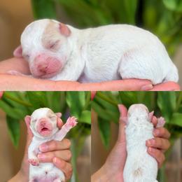Danielle - White female Poodle puppy in Yuciapa, California from AlltheDoodlez_