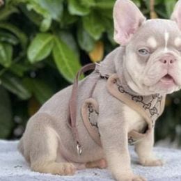 French Bulldogs from Texas Coast Frenchies