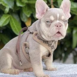 French Bulldogs from Texas Coast Frenchies