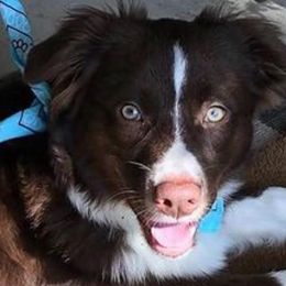 Finn - Australian Shepherd
