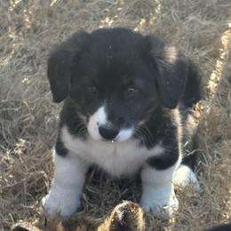 Dove - Black and white female American Corgi puppy in Temple, Texas from Silver Moon Cardigan Corgis