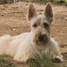 Ted - Scottish Terrier