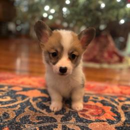 Light Blue collar female - Red female Pembroke Welsh Corgi puppy in Grantsville Md, Maryland from Standing Oaks Kennel