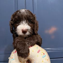 Mocha - Chocolate male Australian Labradoodle puppy in Orange, California from Little Kingdom Doodles