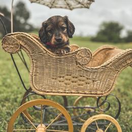 Dachshund Puppies from Itty Bitty Dachshunds