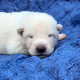 Light Brown - White male German Shepherd puppy in Bexar County, Texas from Scenic Creek German Shepherds and White Swiss Shepherds