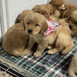 Cielle - Golden female Golden Retriever puppy in Payette, Idaho from Stonewick Retrievers