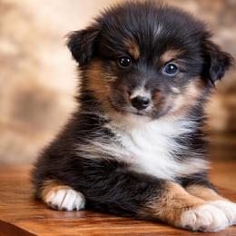 Boy black Tri 2 - Black tri male Miniature Australian Shepherd puppy in Danville, Alabama from A&L Farms