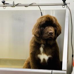 Newfoundland Puppies from Dyer Lake Newfoundland’s
