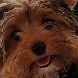 Morkies and Yorkshire Terriers from Cathy Burns