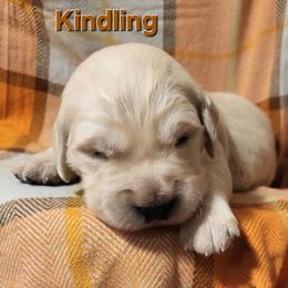 Golden Retriever Puppies from LOMAH Retrievers