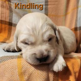 Golden Retriever Puppies from LOMAH Retrievers
