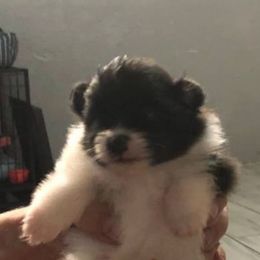 Pomeranian Puppies from Uniting Families Pomeranians