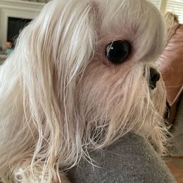 Charlotte - Maltese