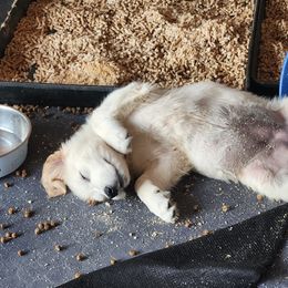 Golden Retriever Puppies from Seascape Golden Retrievers