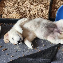 Golden Retriever Puppies from Seascape Golden Retrievers