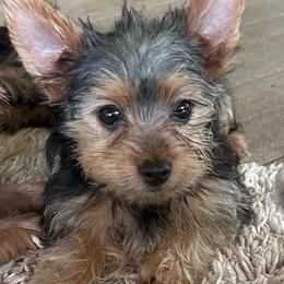 Nugget(click pic) - Black and tan male Yorkshire Terrier puppy in Kingston, Oklahoma from Lake Life