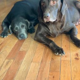 Labrador Retriever All Grown Up from Rio Vista Retrievers