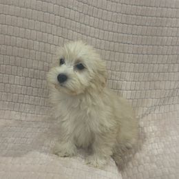 Princess sammy - Cream female Yorkipoo puppy in Las Vegas, Nevada from Quality Poms and Yorkshire Terriers of Las vegas