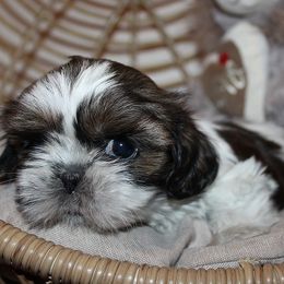 Girl 1 - Gold and white female Shih Tzu puppy in Craig, Colorado from Rocky Mountain Shih Tzus and Dry Creek Miniature Dachshunds