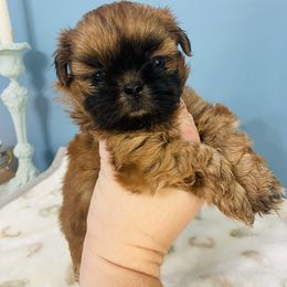 Alvin - Red male Shih Tzu puppy in Hawthorne, Florida from Simply Southern Shihtzus