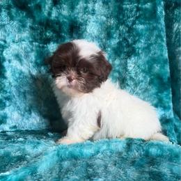 Reggie - Liver and white male Shihpoo puppy in Knoxville, Tennessee from Rocky Top Cavapoos