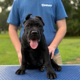 Swaggers - Black male Cane Corso puppy in Opelousas, Louisiana from Azelees Cane Corso