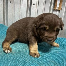 Joker - Red & white male Australian Shepherd puppy in Whitwell, Tennessee from Owl Hollow Farm